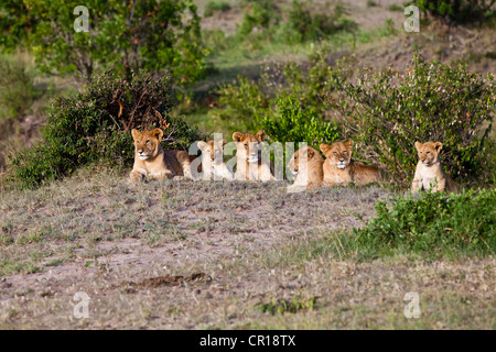 Groupe de jeunes lions (Panthera leo) reposant, Masai Mara National Reserve, Kenya, Afrique de l'Est, Afrique, PublicGround Banque D'Images