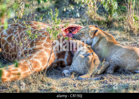 Troupe de lions (Panthera leo) se nourrissent d'une girafe, Masai Mara National Reserve, Kenya, Afrique de l'Est, Afrique, PublicGround Banque D'Images