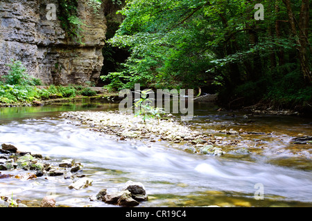 Mur de roche calcaire Muschelkalk, shellbearing le long de la rivière Wutach dans la Gorge de Wutach, réserve naturelle de la Forêt Noire Banque D'Images