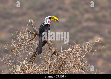 Calao à bec jaune (Tockus flavirostris), Samburu National Reserve, Kenya, Afrique de l'Est, PublicGround Banque D'Images