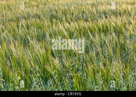 L'orge (Hordeum vulgare), mélangés avec l'avoine (Avena), champ d'avoine, de Haute-bavière, Bavière, Allemagne, Europe, PublicGround Banque D'Images