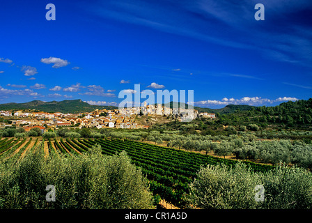 Espagne Catalogne Tarragone province Terra Alta comarca village de Pinell del Bray oliviers vigne bas du village perché Banque D'Images