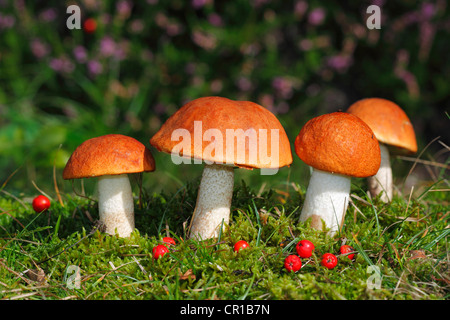 Red-capped scaber le Leccinum aurantiacum, vitre (rufum), le Guide des champignons comestibles Banque D'Images