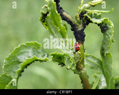 Coccinelle avec les mouches noires, le haricot noir les pucerons sur une plante / Marienkäfer mit einer Pflanze une Bohnenläusen schwarzen Banque D'Images