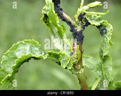 Coccinelle avec les mouches noires, le haricot noir les pucerons sur une plante / Marienkäfer mit einer Pflanze une Bohnenläusen schwarzen Banque D'Images