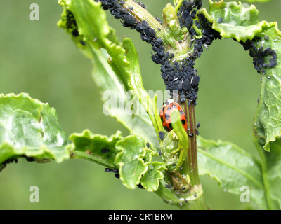 Coccinelle avec les mouches noires, le haricot noir les pucerons sur une plante / Marienkäfer mit einer Pflanze une Bohnenläusen schwarzen Banque D'Images