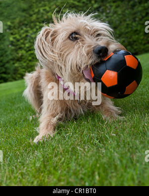 Kromfohrlaender et terrier irlandais jouant avec une balle Banque D'Images