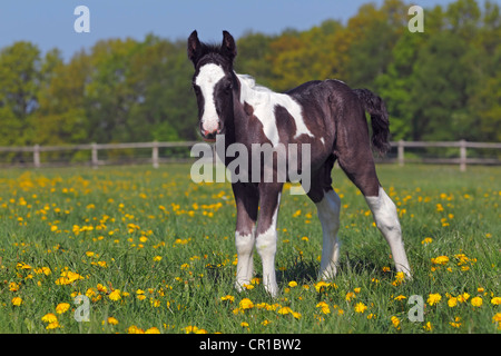 Irish Tinker Cheval (Equus caballus przewalskii. f), poulain Banque D'Images