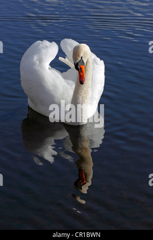 Mute Swan (Cygnus olor) avec ses ailes dans une rue position, reflétée dans l'eau Banque D'Images