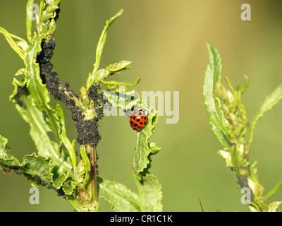 Coccinelle avec les mouches noires, le haricot noir les pucerons sur une plante / Marienkäfer mit einer Pflanze une Bohnenläusen schwarzen Banque D'Images