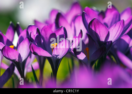 Crocus du printemps, le géant néerlandais crocus (Crocus vernus hybrides) Banque D'Images