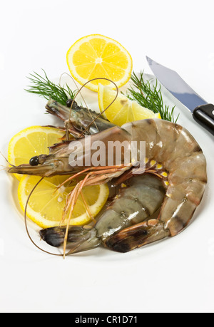 Matières Gambas Black Tiger (Penaeus monodon), des crevettes au citron et aneth sur une plaque, les crevettes prêt pour la préparation Banque D'Images