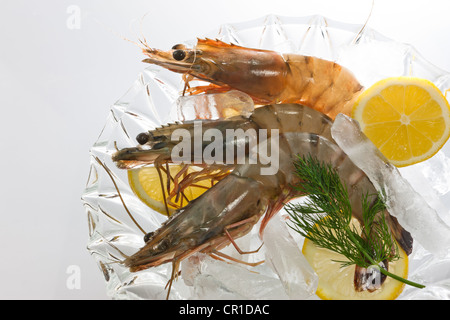 Noir Brut tigrée (Penaeus monodon), des crevettes au citron, salade et de l'aneth dans un bol avec de la glace, prêt pour la préparation Banque D'Images