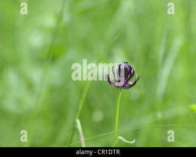 Pré de fleurs sauvages avec Roundheaded Rampion Rampion à tête ronde / Phyteuma orbiculare / Kugelige Teufelskralle Banque D'Images