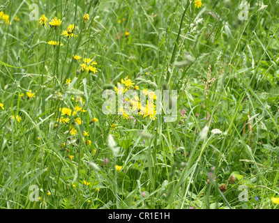 Pré de fleurs sauvages vivaces / Sow-Thistle avec des champs de maïs / Wildblumenwiese mit Acker-Gänsedistel Banque D'Images