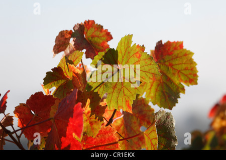 L'automne les feuilles de vigne, Waigolshausen, en Basse-franconie, Franconia, Bavaria, Germany, Europe Banque D'Images