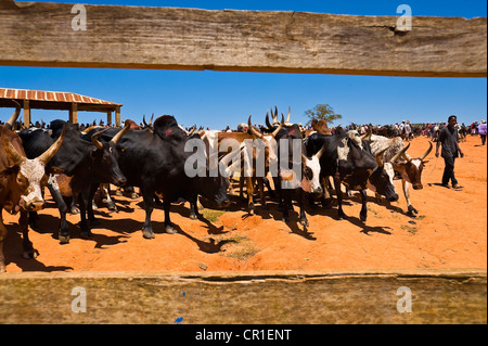 Madagascar, hauts plateaux du centre, ex-province de Fianarantsoa, Région Haute Matsiatra, National Road 7, Ambalavao, marché de zébu Banque D'Images