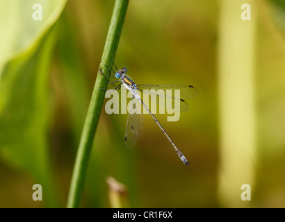 Demoiselle d'émeraude ou Spreadwing commun (Lestes sponsa), homme, Geretsried, Bavaria, Germany, Europe Banque D'Images