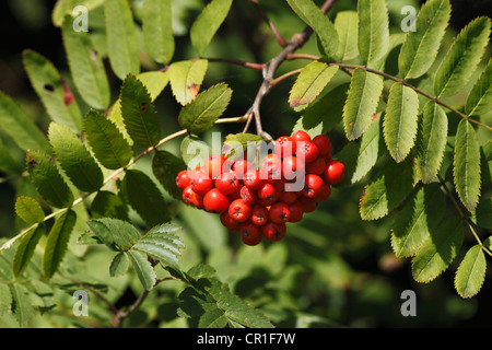 Fruits rouges sur les branches de Rowan ou Mountain-Ash (Sorbus aucuparia), Bavaria, Germany, Europe Banque D'Images