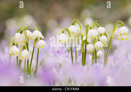 Prairie avec printemps printemps crocus (Crocus albiflorus) et de printemps (Leucojum vernum) Flocon Banque D'Images