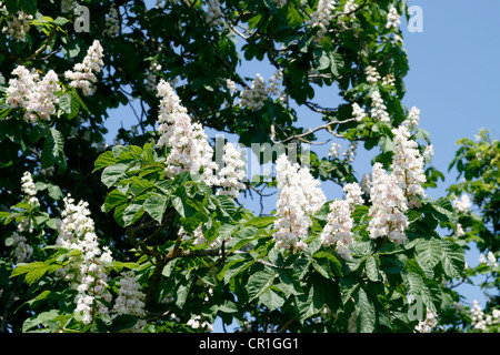 Le marronnier d'arbre en fleur Kilpeck Herefordshire Angleterre UK Banque D'Images