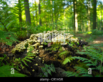 Les champignons poussant sur log in forest Banque D'Images