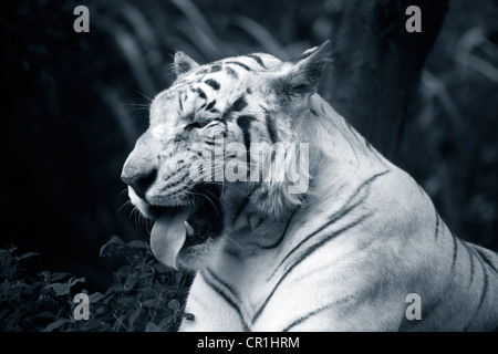 Le tigre blanc bâille. - Safari park. Bali. L'Indonésie Banque D'Images