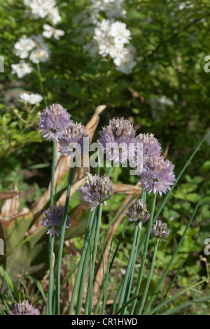 Allium schoenoprasum - Ciboulette - fin de saison de floraison Banque D'Images