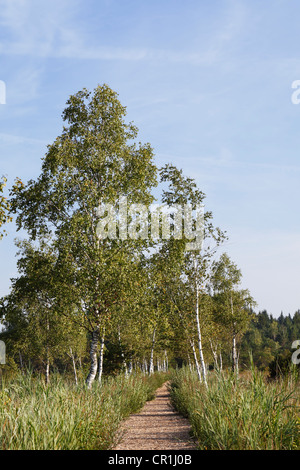 Schoenramer Moor marsh, caresser, Rupertiwinkel, Haute-Bavière, Bavaria, Germany, Europe Banque D'Images