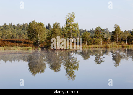 Lac de la lande de Schoenramer Moor marsh, caresser, Rupertiwinkel, Haute-Bavière, Bavaria, Germany, Europe Banque D'Images