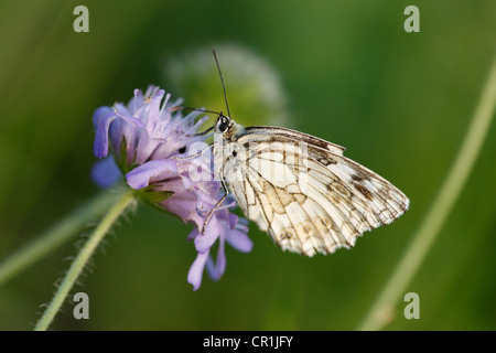 Blanc marbré (Melanargia galathea) papillon, l'homme, la Suisse franconienne, Bavaria, Germany, Europe Banque D'Images