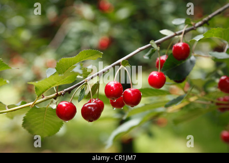 Branche avec venu les cerises sauvages ou les Cerises (Prunus avium), la Suisse franconienne, Pretzfeld, Haute-Franconie, Franconia Banque D'Images