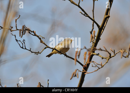 Eurasienne - « récent - Nord (Phylloscopus collybita) perché sur une branche au printemps Banque D'Images