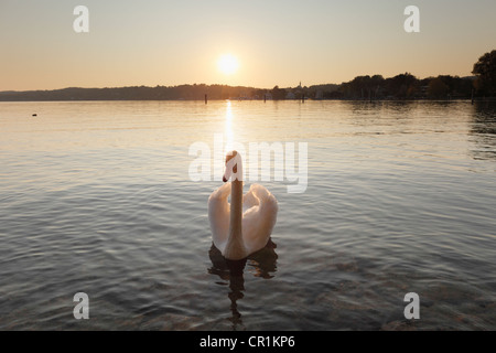 Mute Swan (Cygnus olor), soleil du soir, le Lac de Starnberg, Starnberg, Fuenfseenland, cinq lacs, Haute-Bavière, Bavière Banque D'Images