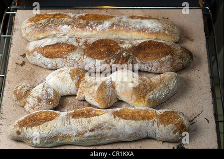 Baguettes au levain, cuit au levain Blé baguettes sur une argile réfractaire du four en brique Banque D'Images