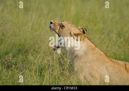 East African Lion - Massai lion (Panthera leo) nubica bâillement femme Masai Mara - Kenya - Afrique de l'Est Banque D'Images