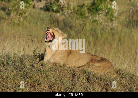 East African Lion - Massai lion (Panthera leo) nubica bâillement femme Masai Mara - Kenya - Afrique de l'Est Banque D'Images