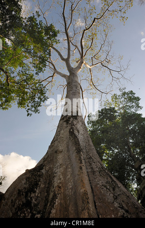 Strangler Fig (Ficus virens), Ta Prohm Temple, Cambodge, en Asie du Sud-Est, l'Asie Banque D'Images