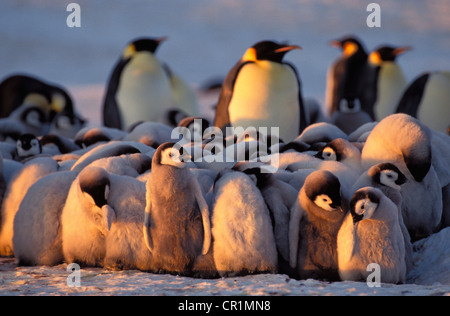 Manchots empereurs (Aptenodytes forsteri) avec les poussins, mer de Weddell, l'Antarctique Banque D'Images