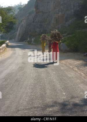 Les femmes indiennes transporter le bois sur leur tête, au Rajasthan, en Inde. Banque D'Images