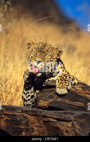 Leopard (Panthera pardus) lécher sa patte, Namibie, Afrique Banque D'Images