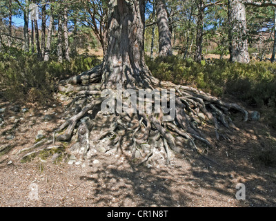 Arbre de pin sylvestre avec arrangement racine complexe au-dessus du sol à Loch an Eilein dans Rothiemurchus par Aviemore Highland Ecosse Banque D'Images