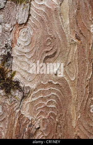 Écorce d'un érable sycomore (Acer pseudoplatanus), Upper Bavaria, Bavaria, Germany, Europe Banque D'Images