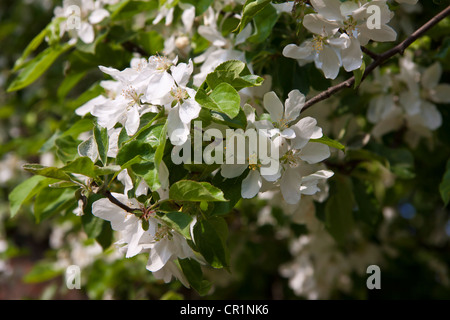 Europe apple (Malus sylvestris), arbre en fleur Banque D'Images