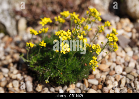 Whitlowgrass Draba aizoides (jaune), jardin plante, Bavaria, Germany, Europe Banque D'Images