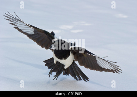 Pie bavarde (Pica pica) l'atterrissage dans la neige. Banque D'Images