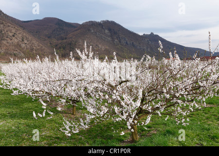 Les abricotiers en fleurs, la floraison d'abricotiers (Prunus armeniaca), Aggstein ruine du château à l'arrière, vallée de la Wachau Banque D'Images