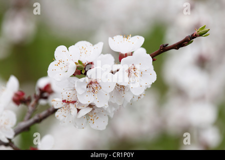 Fleurs d'abricot, rameau en fleurs d'un abricotier (Prunus armeniaca), vallée de la Wachau, région de Waldviertel, Basse Autriche Banque D'Images