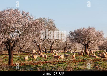 Les amandiers en fleurs (Prunus dulcis), Campos, Majorque, Îles Baléares, Espagne, Europe Banque D'Images