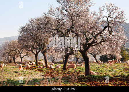 Les amandiers en fleurs (Prunus dulcis), Campos, Majorque, Îles Baléares, Espagne, Europe Banque D'Images